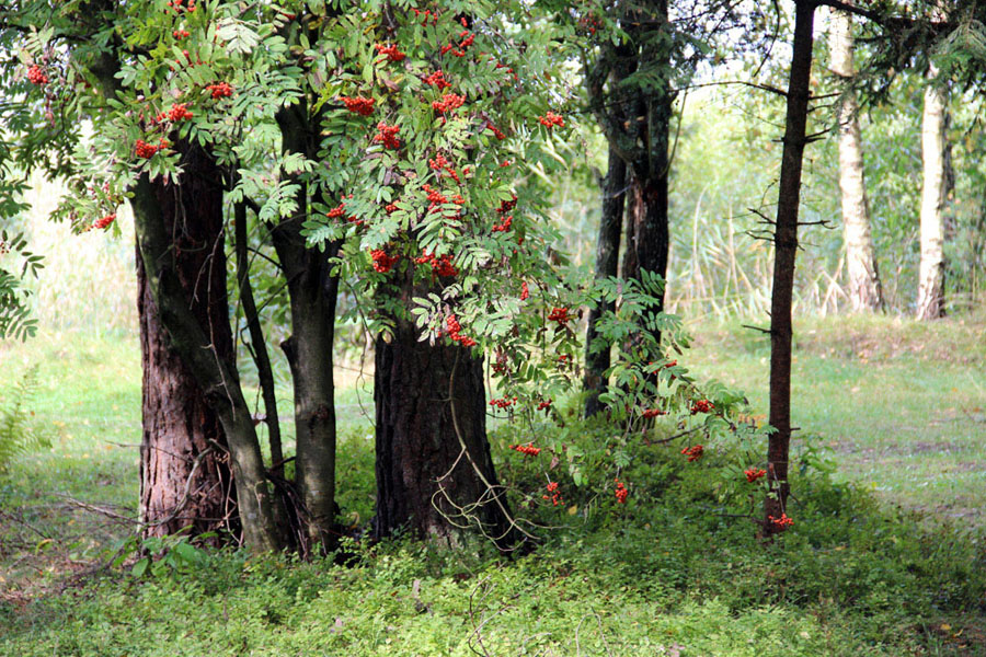 photo "***" tags: landscape, nature, 