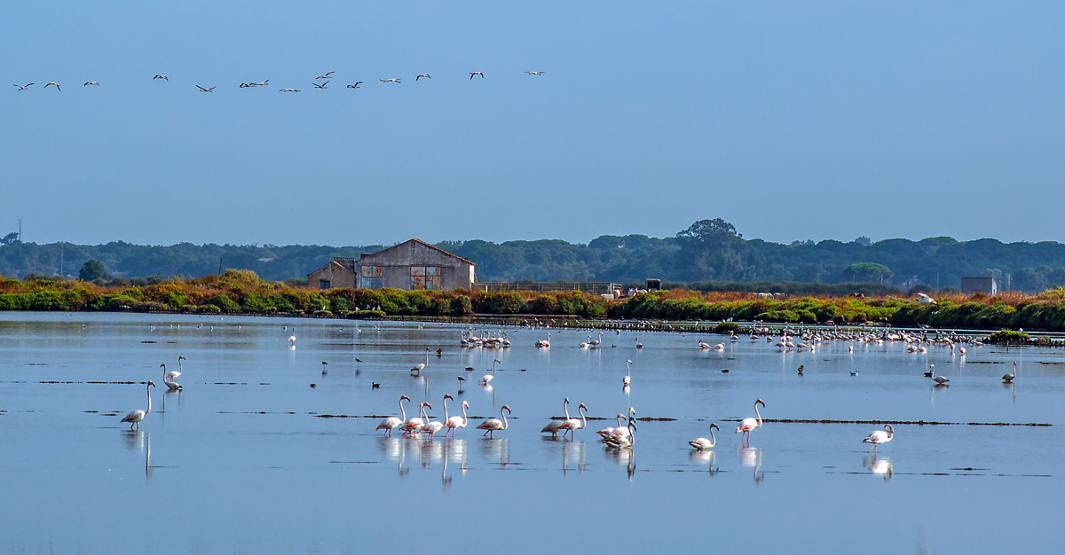 photo "TEJO Estuary" tags: landscape, nature, panoramic, river TEJO estuary alcochete p