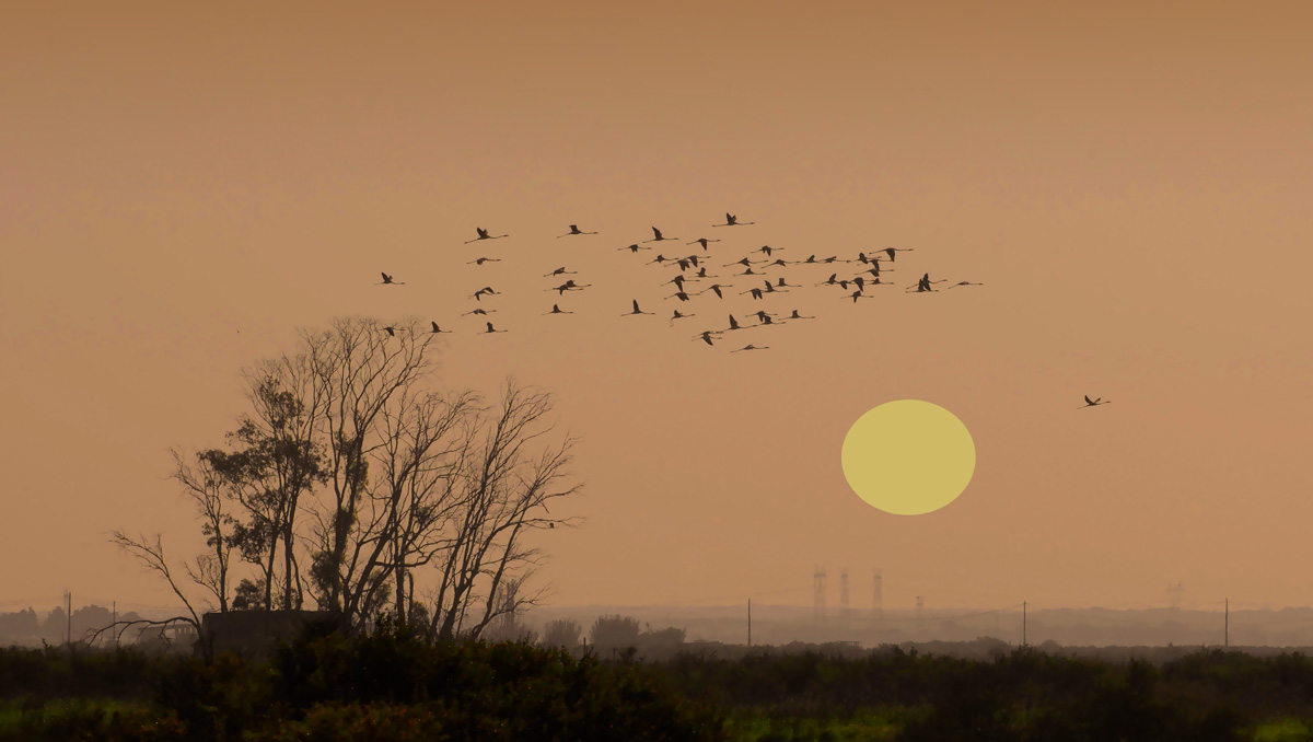 photo "Sunset" tags: landscape, nature, panoramic, Alcochete, Europe, beauty, birds, estuary, flamingos, portugal, river Tagus, river Tejo, sunset