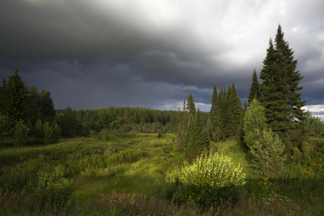 photo "***" tags: landscape, forest, grass, light, summer, зелень, тучи