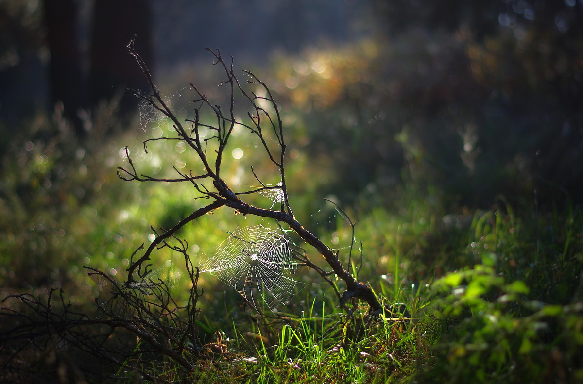 photo "***" tags: nature, macro and close-up, 