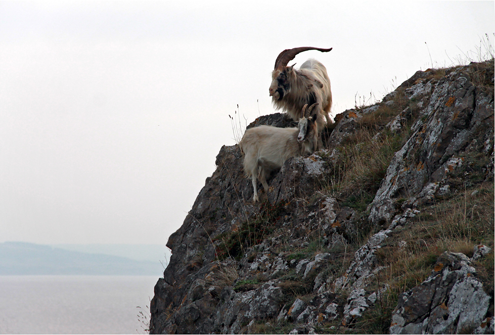 photo "***" tags: nature, wild animals