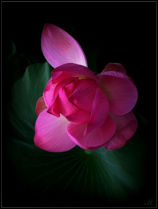 фото "Dance a lily on eyelash night" метки: природа, 