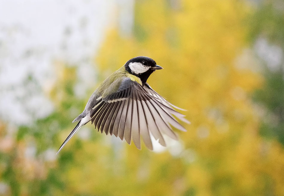 photo "***" tags: nature, 