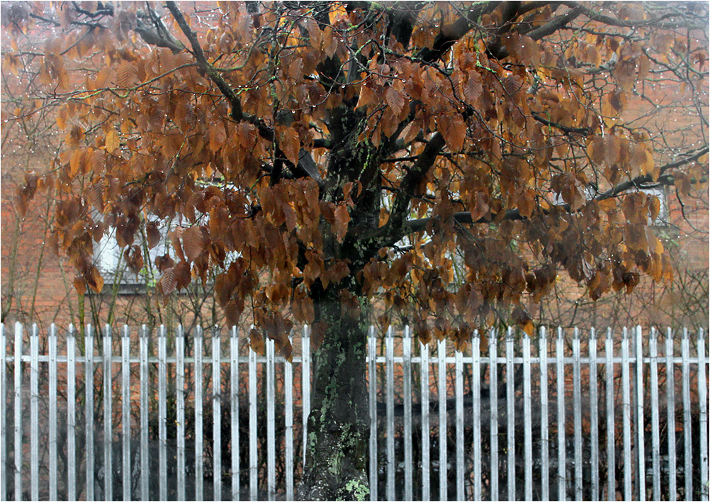 photo "***" tags: abstract, autumn, дерева