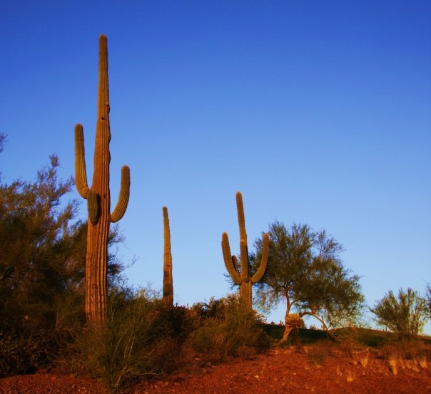 photo "Arizona Saguaro" tags: landscape, travel, nature, 