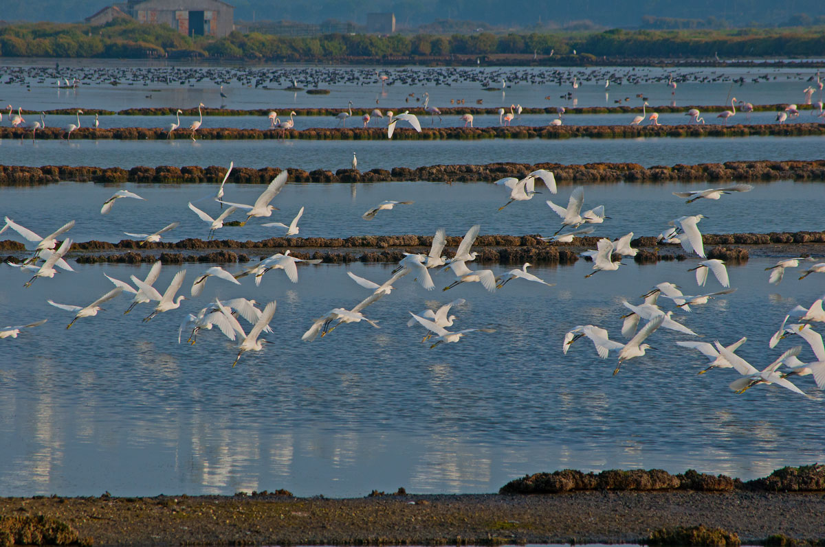 photo "Early Morning Estuary" tags: nature, landscape, panoramic, Europe, Tagus, Tejo, animals, beauty, birds, estuary, portugal, river, water, wild animals