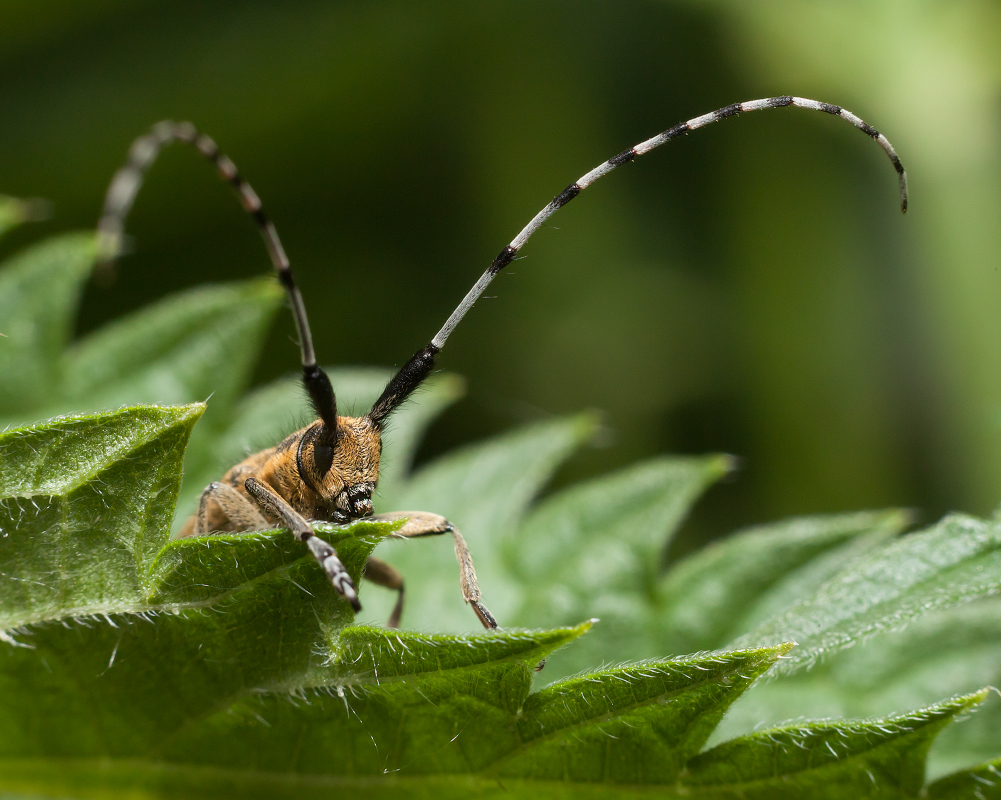 photo "***" tags: macro and close-up, 