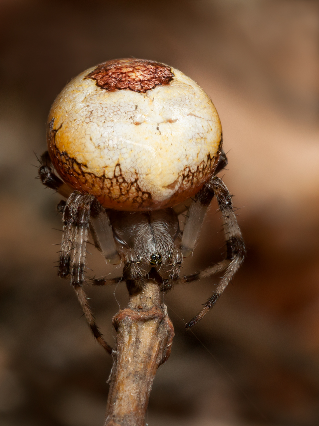 photo "***" tags: macro and close-up, 