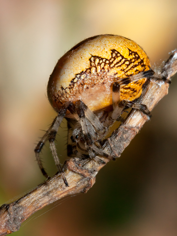 photo "***" tags: macro and close-up, 