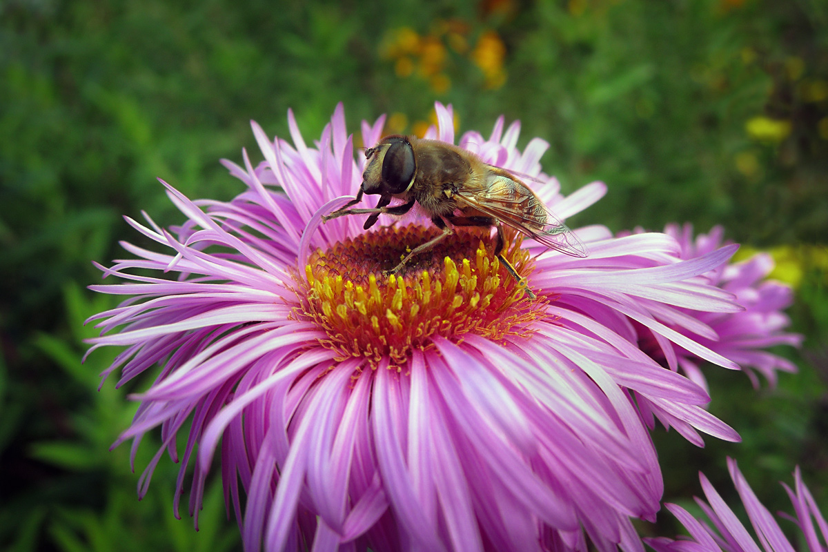 photo "***" tags: nature, macro and close-up, 