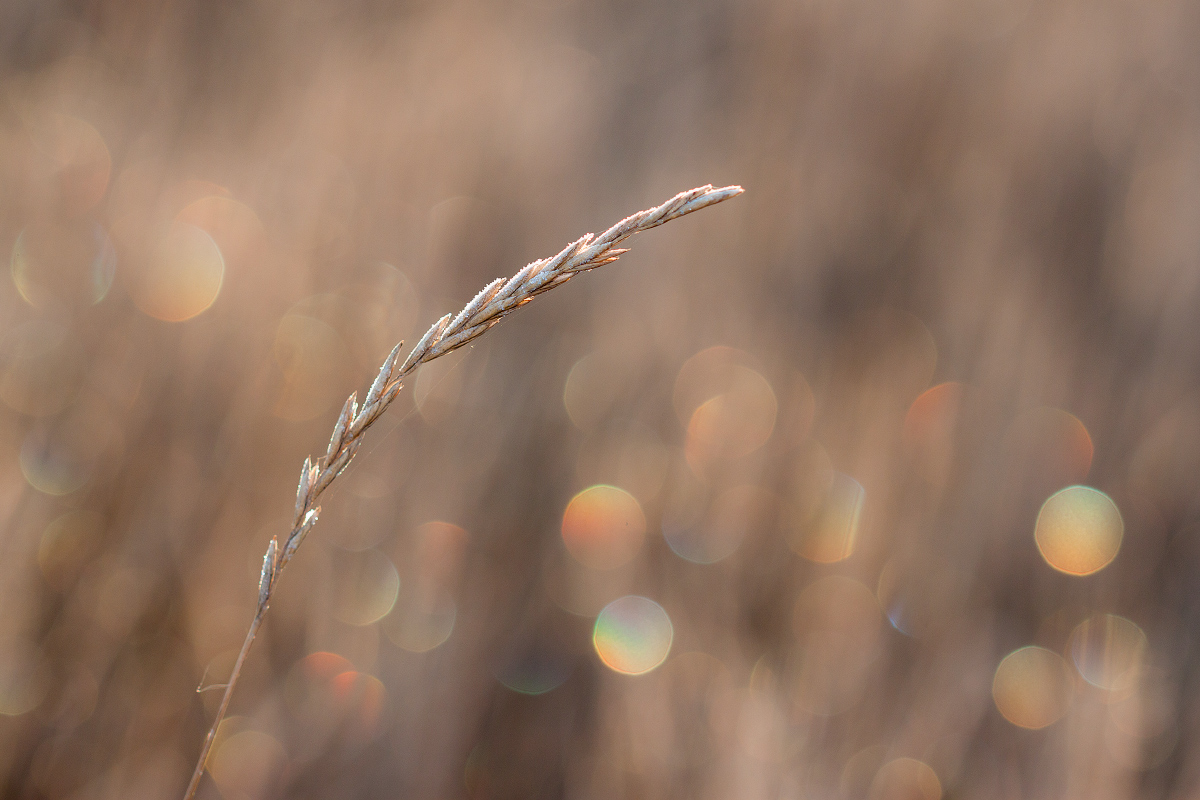 photo "***" tags: macro and close-up, nature, 