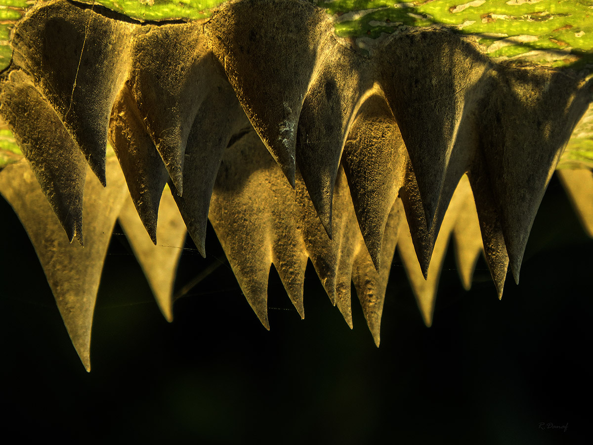 фото "Prickly" метки: природа, абстракция, 