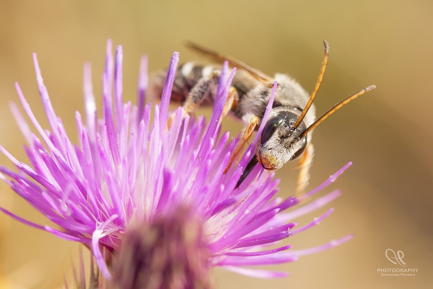 photo "***" tags: macro and close-up, 