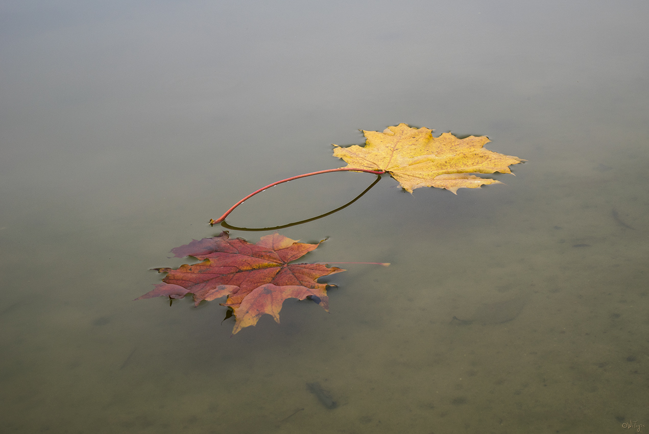 photo "***" tags: macro and close-up, autumn, lake, water