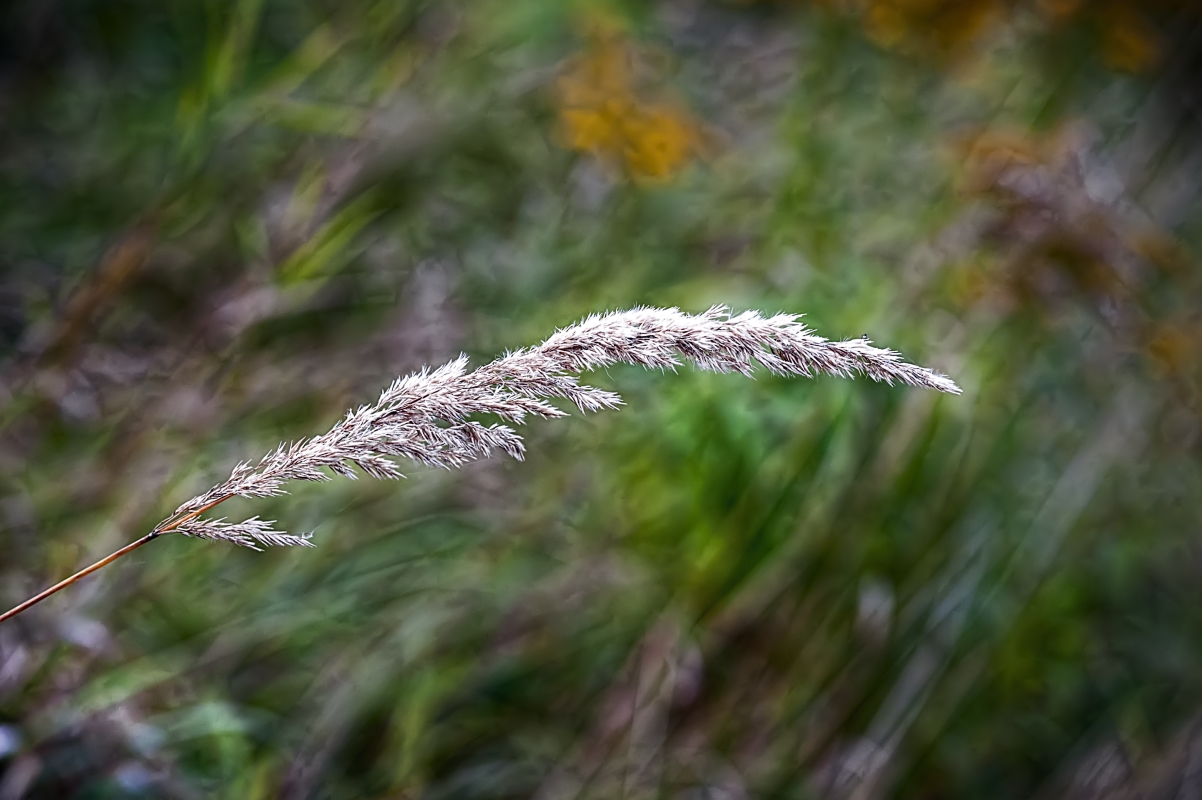 photo "Windswept" tags: macro and close-up, nature, 