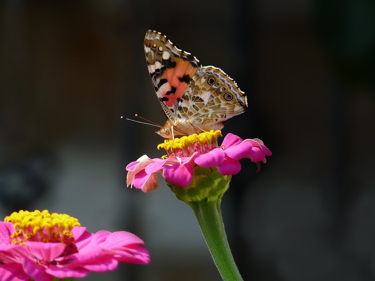 photo "***" tags: macro and close-up, 