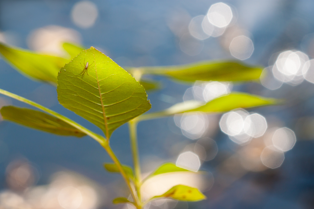 photo "***" tags: macro and close-up, nature, 