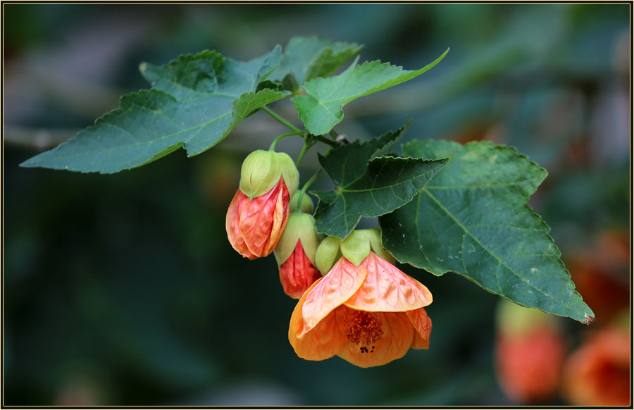 photo "***" tags: nature, flowers, канатник