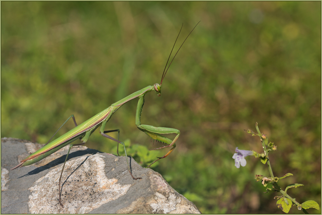 photo "Mantis" tags: macro and close-up, nature, 