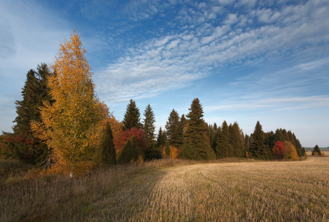 фото "Изгиб осеннего леса" метки: пейзаж, краски, лес, облака, осень, поле, трава