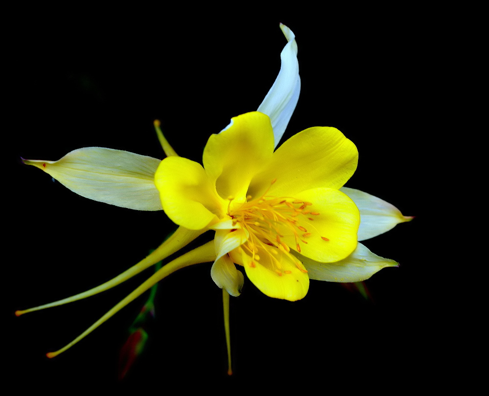 фото "Little Yellow Flower" метки: природа, макро и крупный план, 