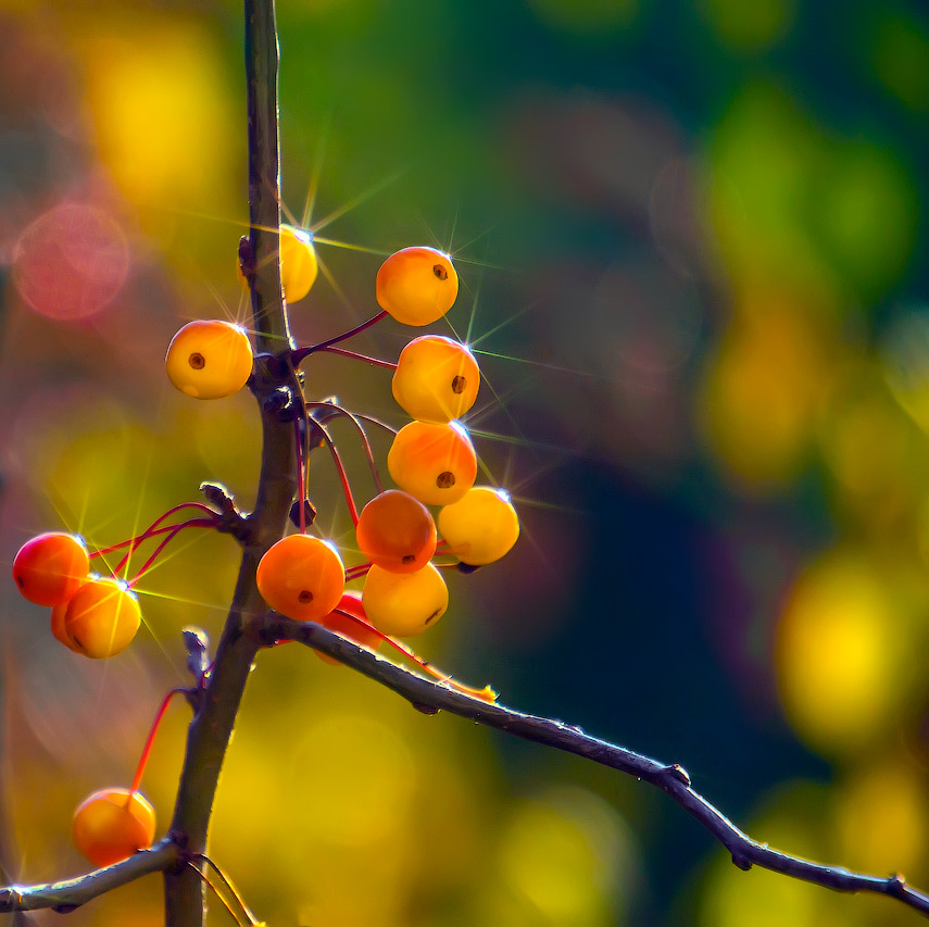 фото "Осень.Дикие яблочки" метки: природа, дикие яблочки, осень