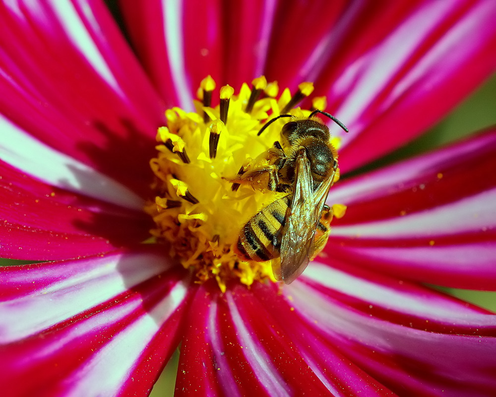 фото "Working..." метки: природа, макро и крупный план, насекомое