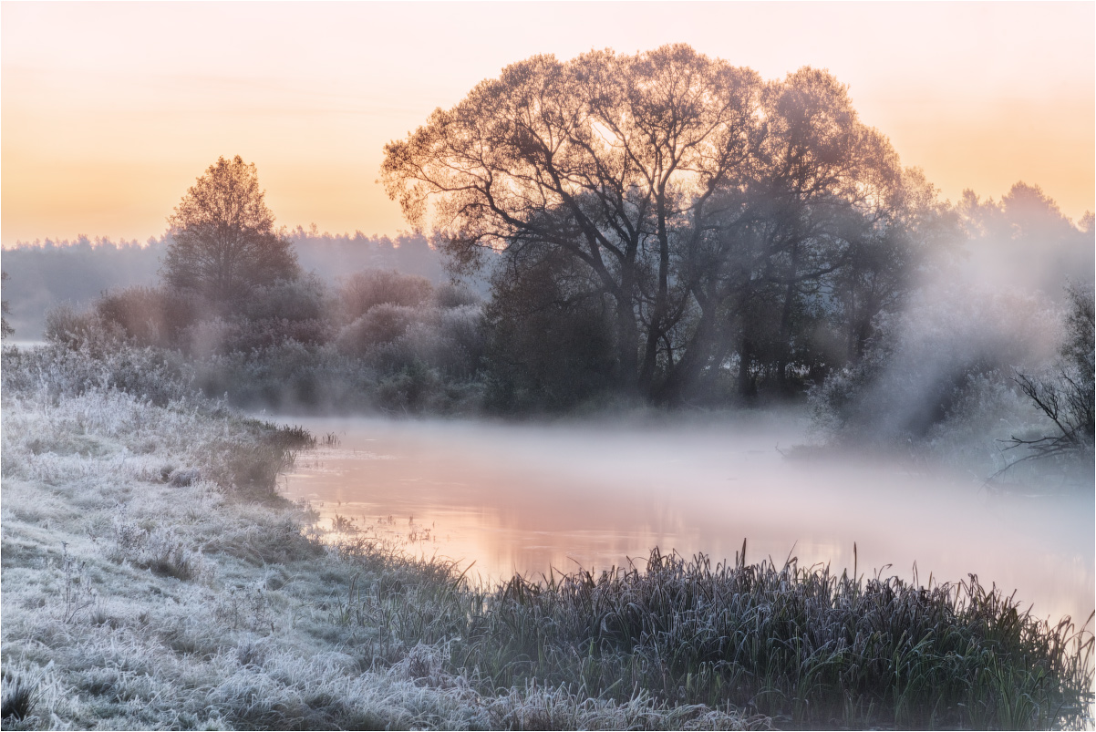 фото "Morning freshness" метки: пейзаж, природа, путешествия, Беларусь, вода, дерево, осень, туман, утро