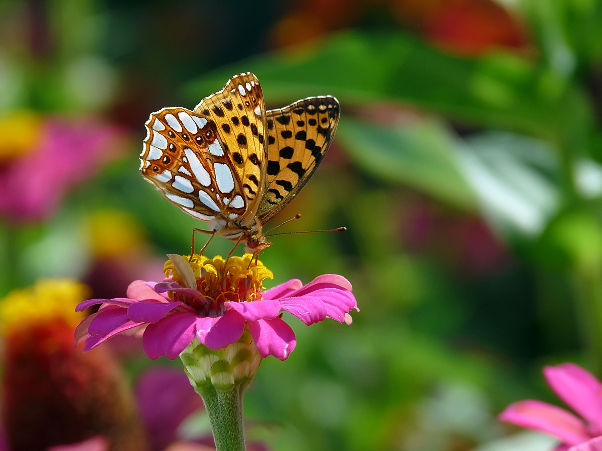 photo "***" tags: macro and close-up, 