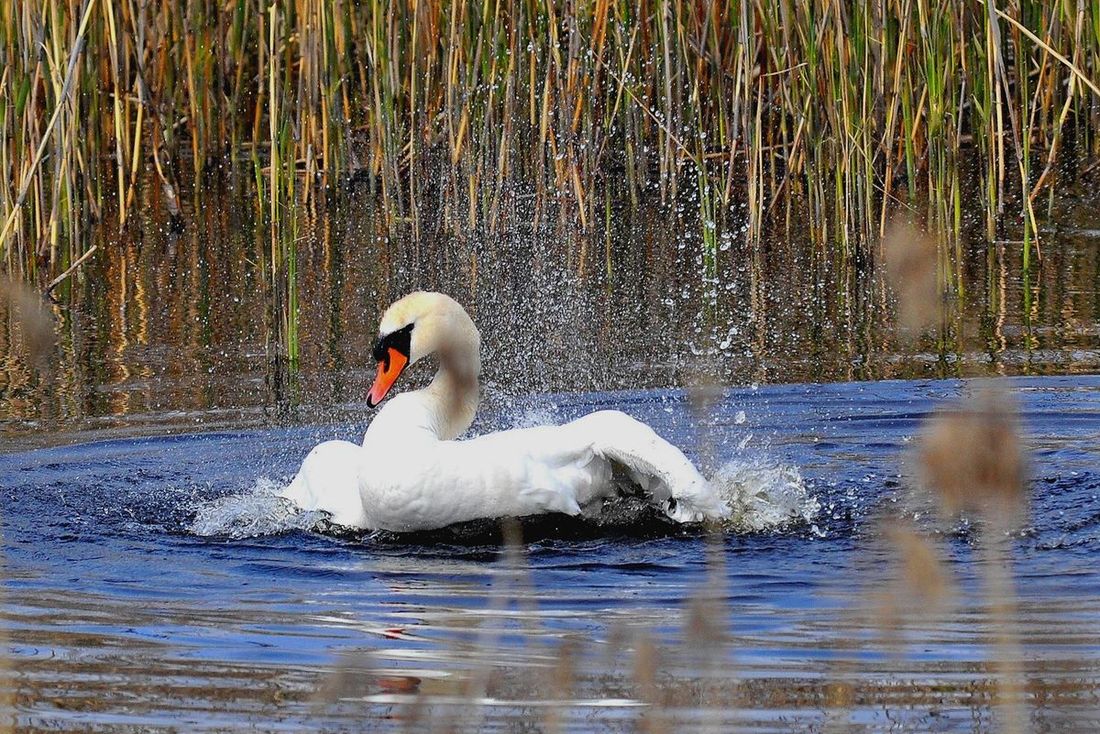 photo "***" tags: nature, лебеди