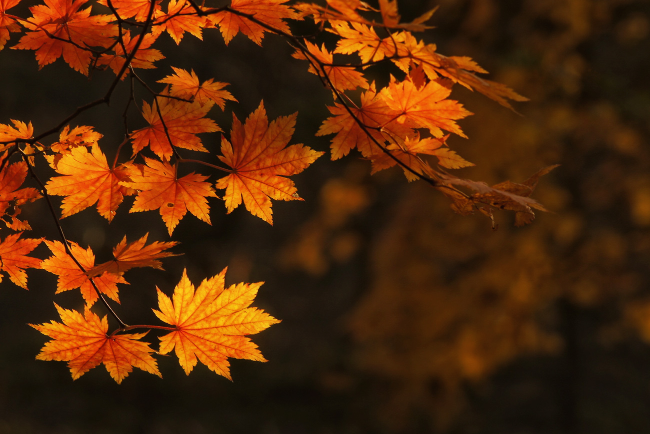 photo "***" tags: macro and close-up, 