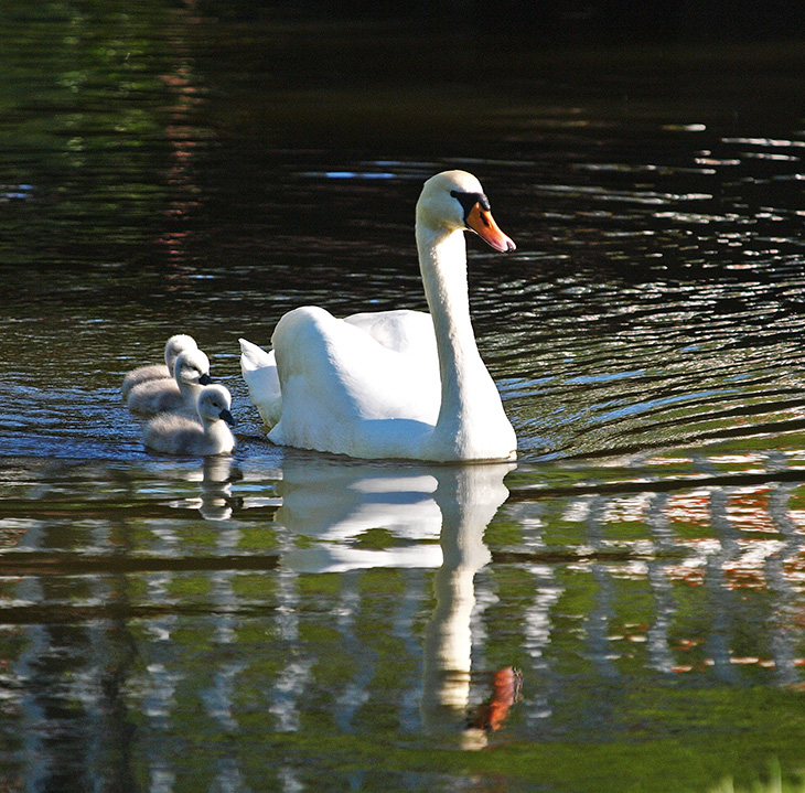 photo "Follow Me" tags: nature, portrait, reporting, 