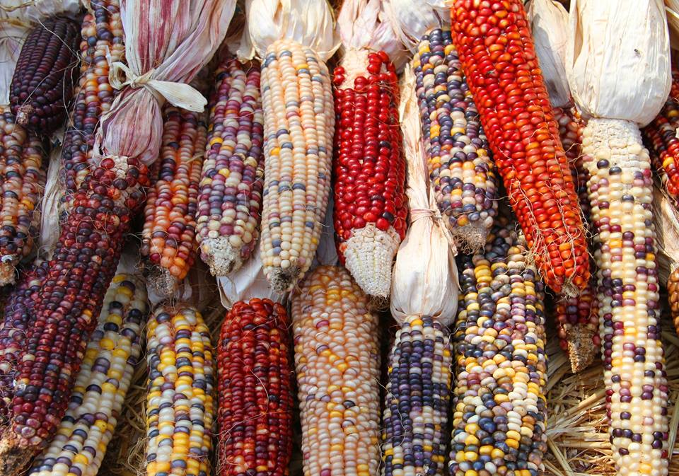 фото "Autumn Corn" метки: натюрморт, макро и крупный план, 