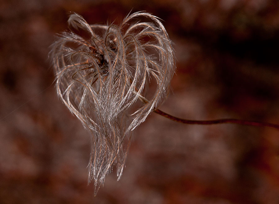 photo "*" tags: nature, macro and close-up, 