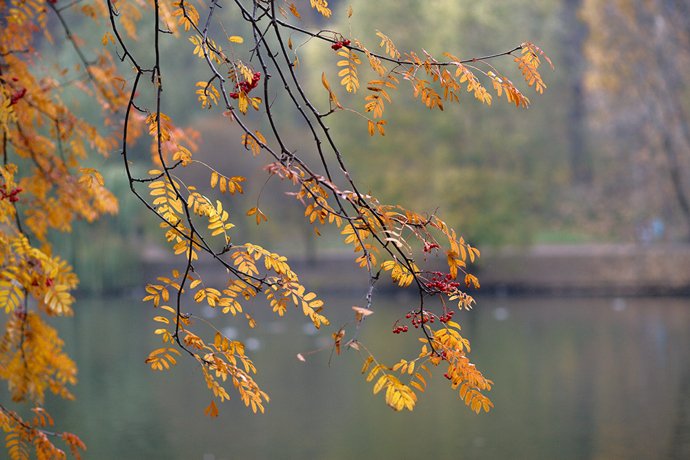 photo "***" tags: landscape, nature, macro and close-up, Russia, autumn, water, деревья, краски, рябина