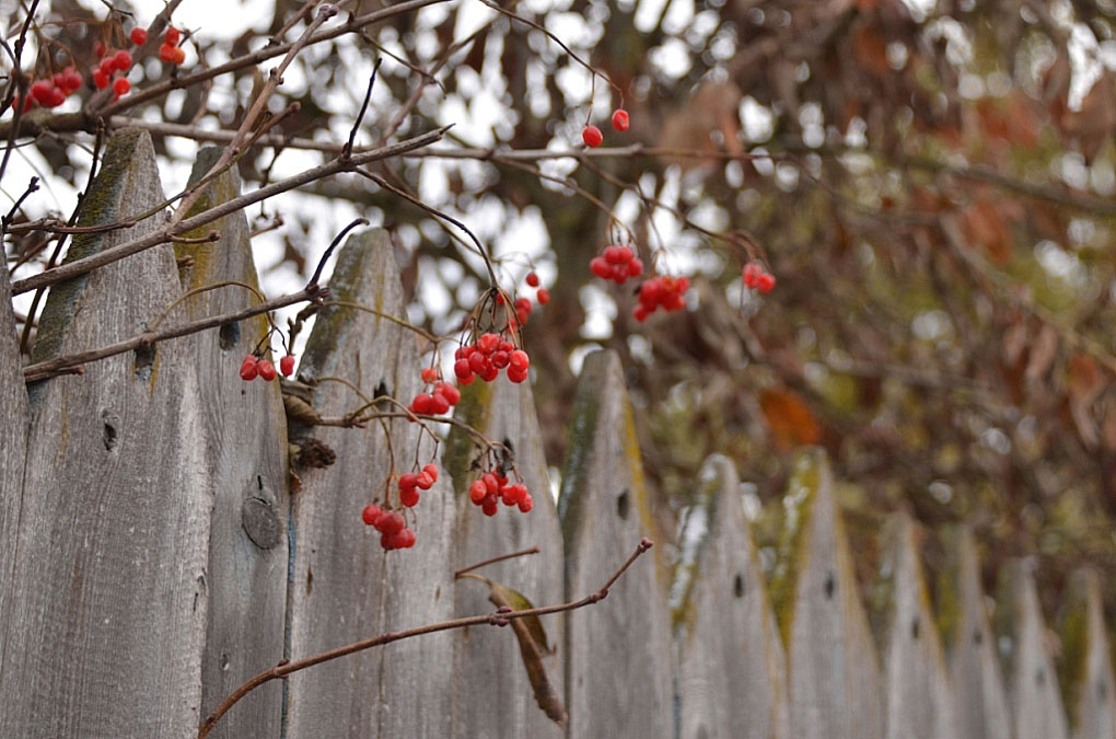 photo "***" tags: genre, autumn, забор, рябина