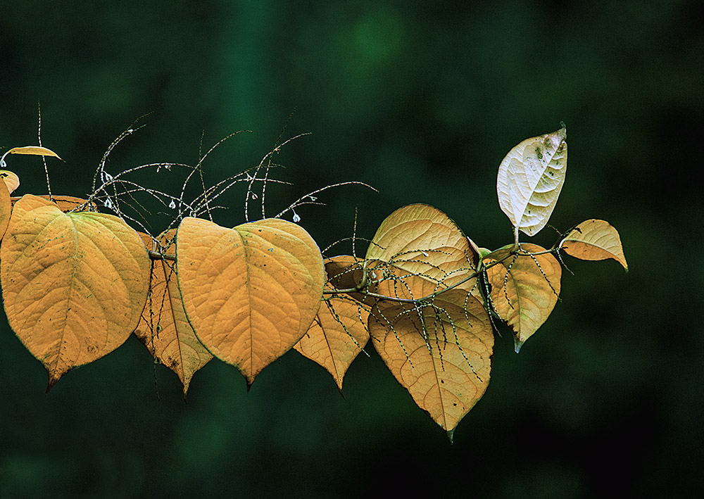 photo "Summer concludes" tags: nature, 