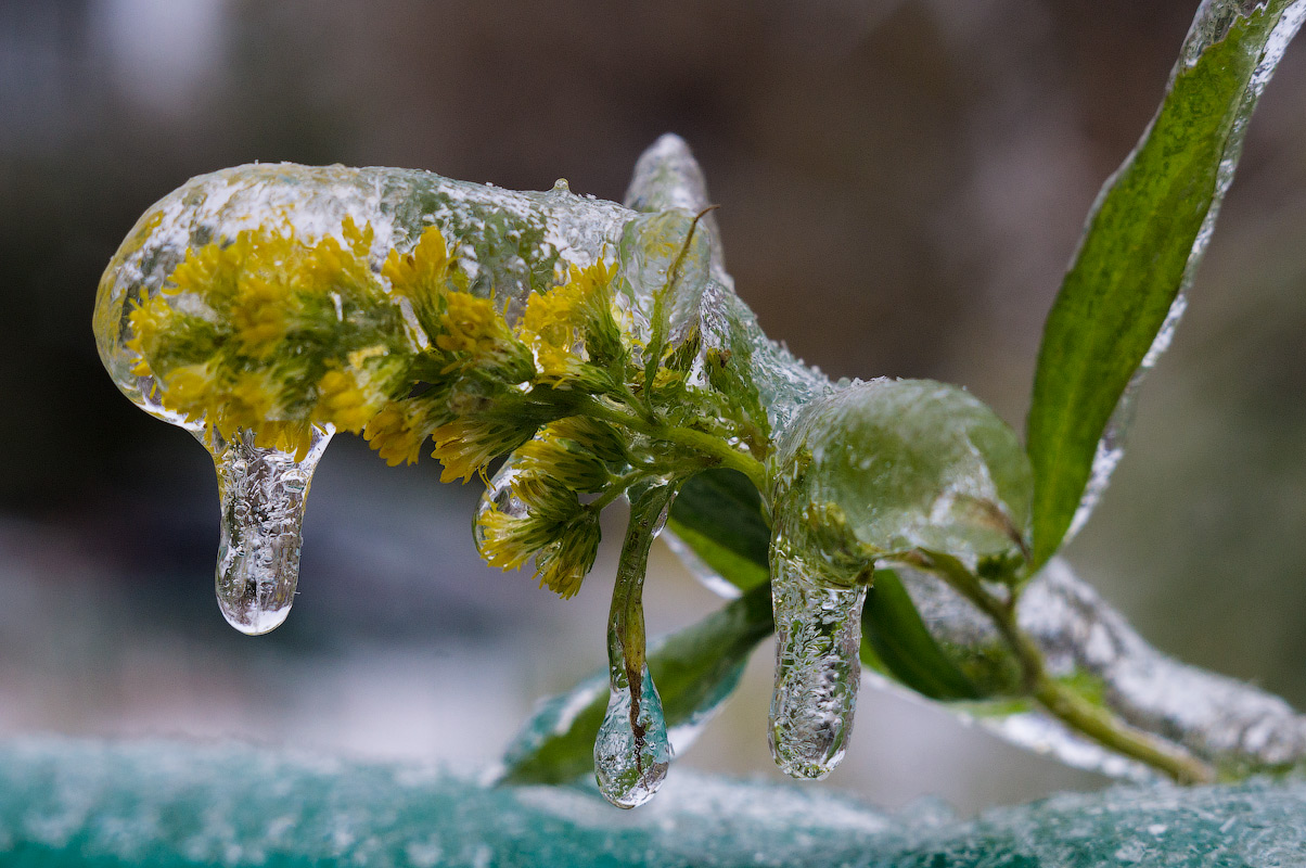 photo "Ice Age" tags: nature, flowers, лед