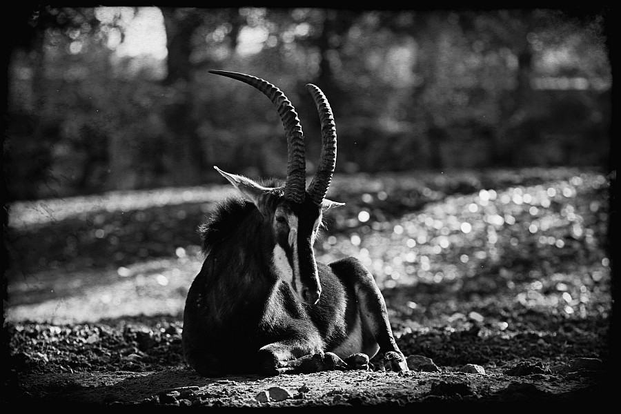 фото "***" метки: природа, черно-белые, 
