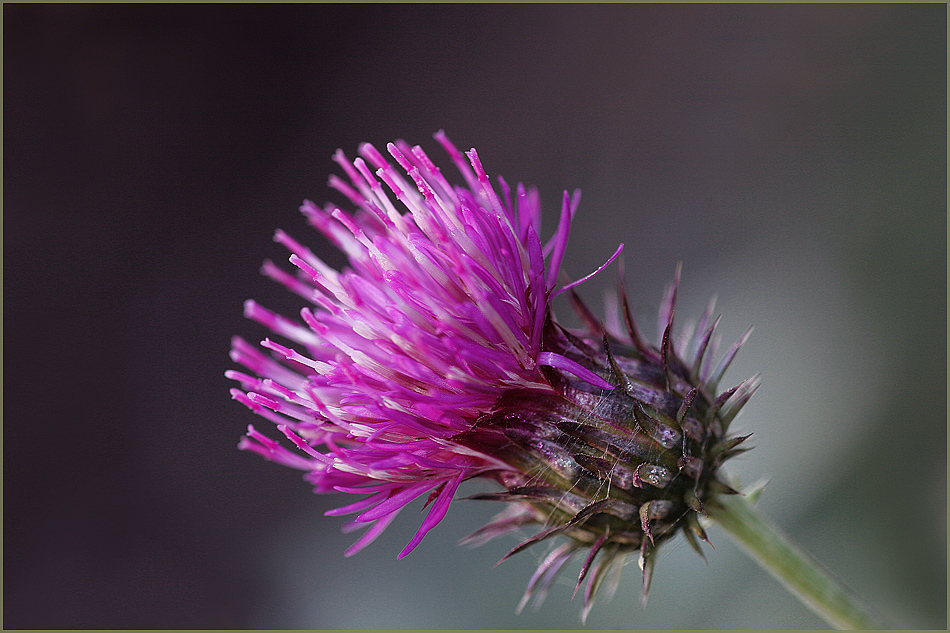 photo "***" tags: nature, macro and close-up, 