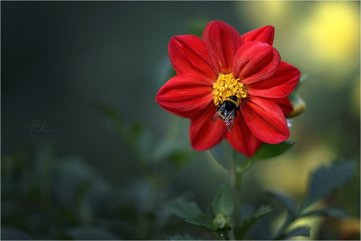 photo "***" tags: macro and close-up, nature, fragment, 