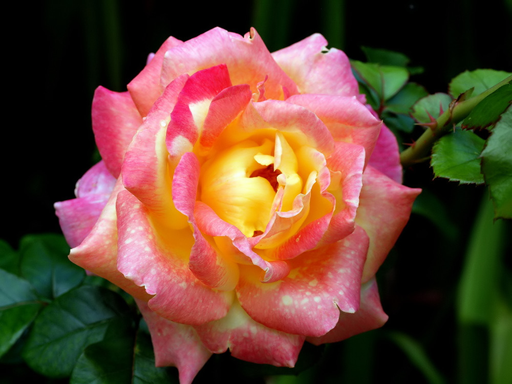 photo "A Rose...." tags: nature, macro and close-up, 