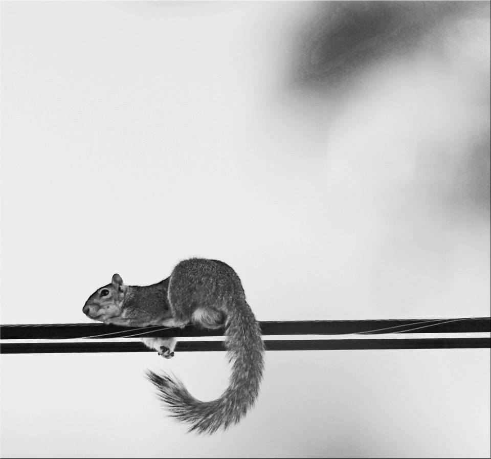 photo "Squirrel On A Wire" tags: nature, black&white, 
