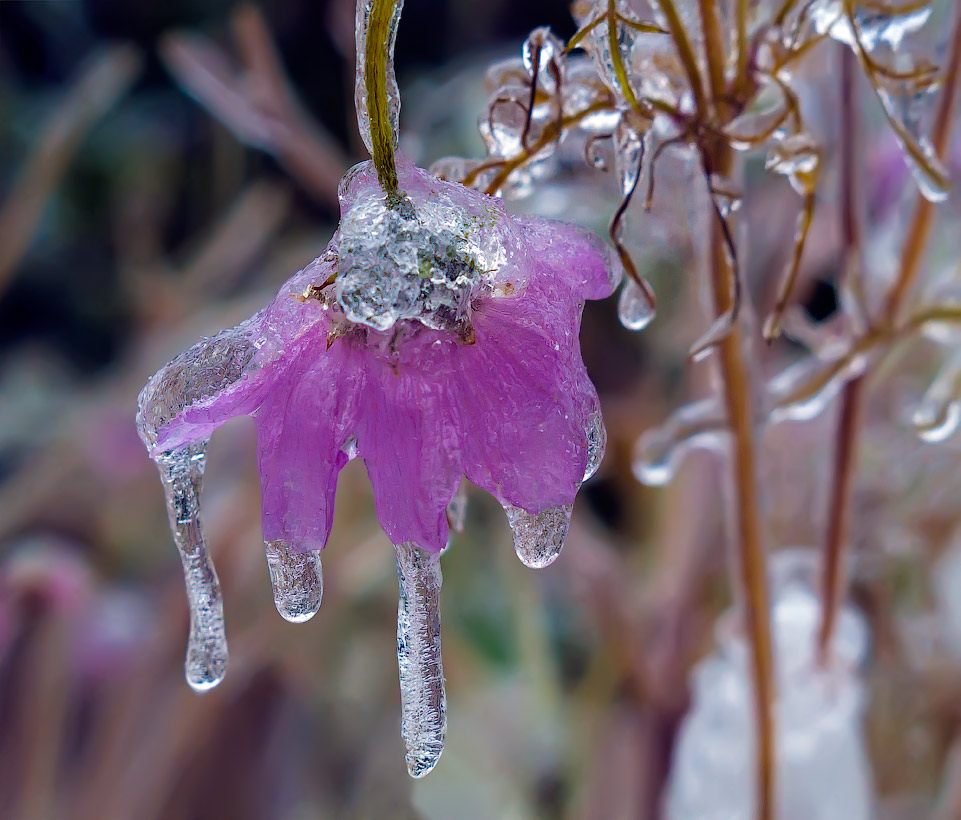 photo "Crying on the summer" tags: nature, 