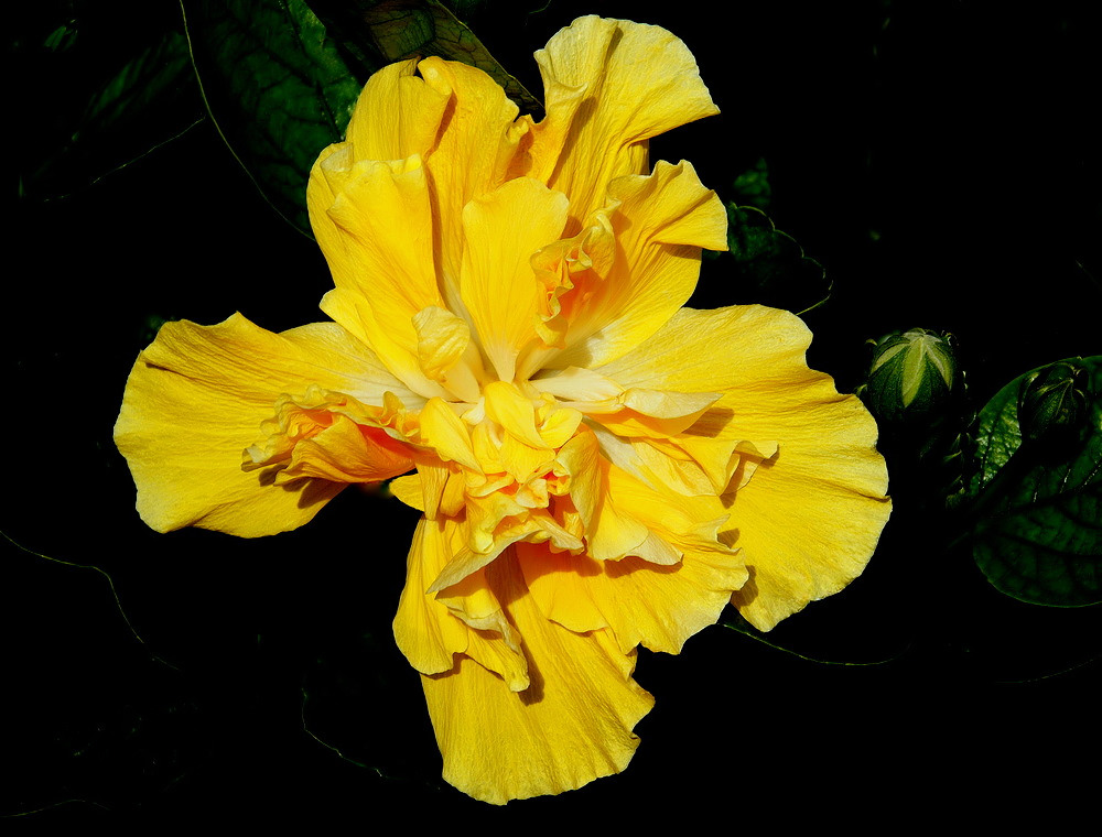 photo "Yellow  Hibiscus..." tags: nature, macro and close-up, 