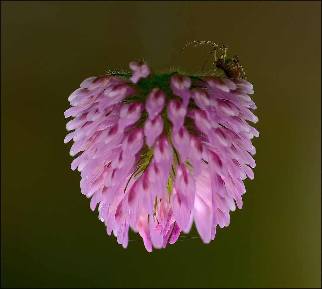 photo "* * *" tags: nature, macro and close-up, 