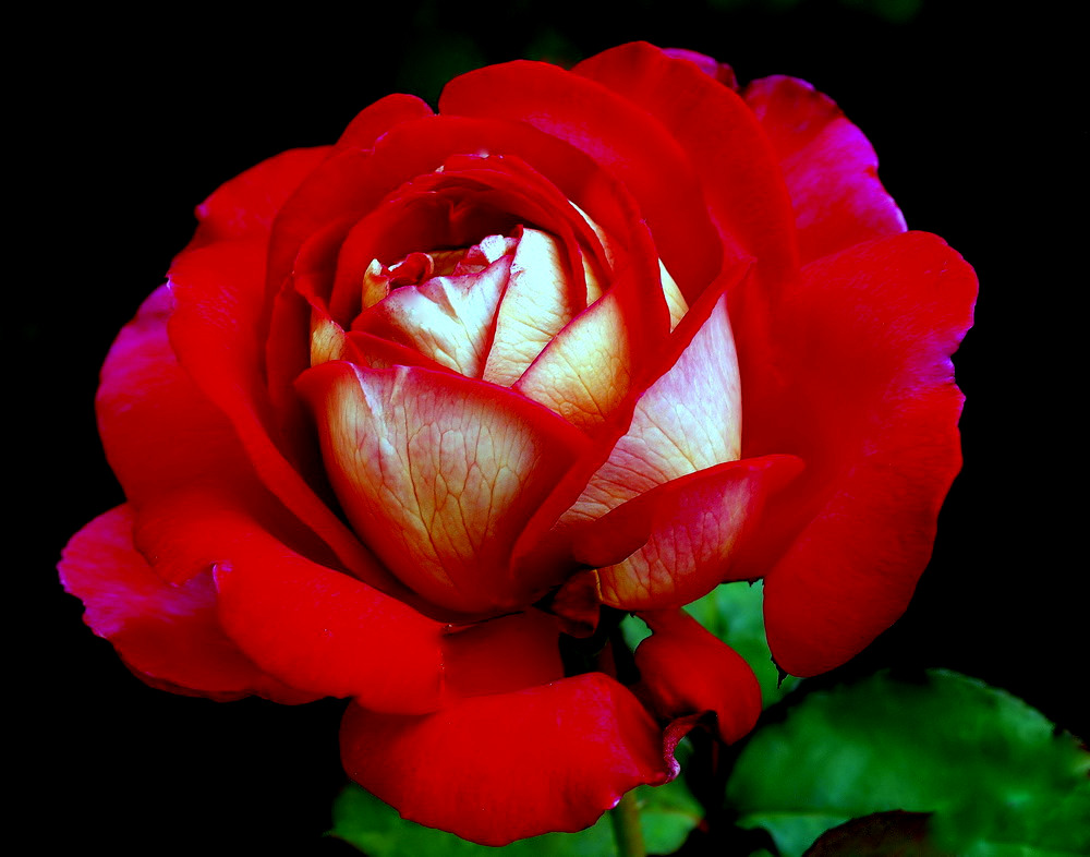 photo "Red Rose...." tags: nature, macro and close-up, 