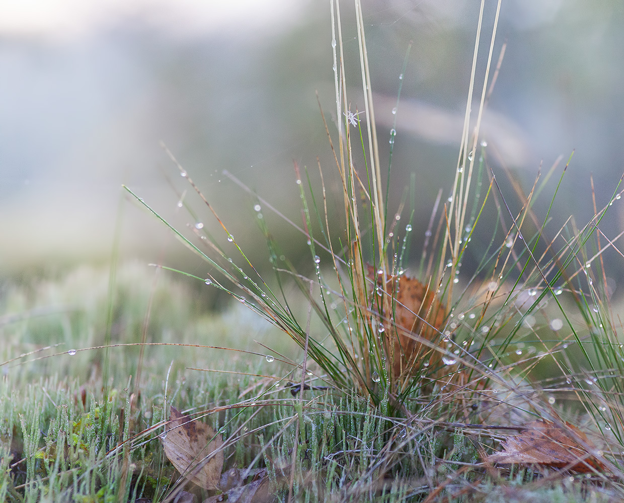 photo "***" tags: macro and close-up, nature, 