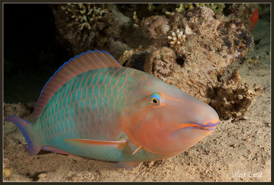 photo "Smile in the night" tags: underwater, 